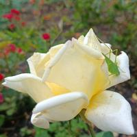 Růže 'Jugoslavije' (Rosa)