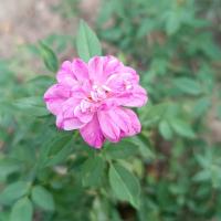 Růže 'Rouletii' (Rosa)