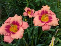 Denivka 'Strawberry Candy' (Hemerocallis)