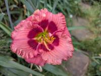 Denivka 'Cherry Valentine' (Hemerocallis)