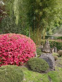 Japonská zahrada Mu-Shin - ZOO Lešná