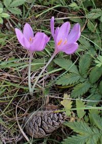 Ocún jesenní (Colchicum autumnale)
