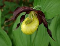 Střevíčník pantoflíček (Cypripedium calceolus)