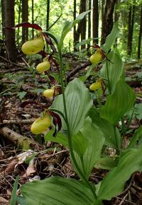Střevíčník pantoflíček (Cypripedium calceolus)