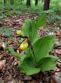 Střevíčník pantoflíček (Cypripedium calceolus)