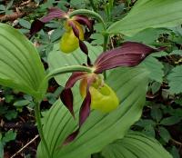 Střevíčník pantoflíček (Cypripedium calceolus)