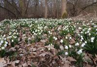 Bledule jarní (Leucojum vernum)