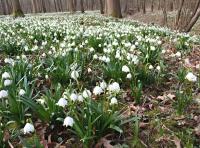 Bledule jarní (Leucojum vernum)