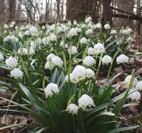 Bledule jarní (Leucojum vernum)