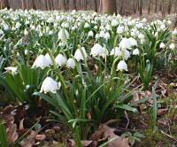 Bledule jarní (Leucojum vernum)
