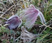 Koniklec luční český (Pulsatilla pratensis subsp bohemica) Koniklec luční český (Pulsatilla pratensis subsp bohemica)