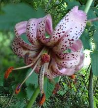 Lilie zlatohlavá (Lilium martagon)