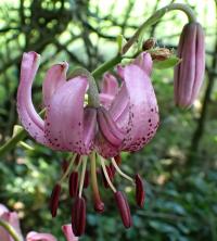 Lilie zlatohlavá (Lilium martagon)