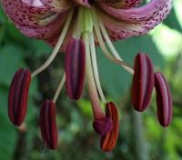 Lilie zlatohlavá (Lilium martagon)