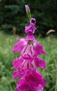 Mečík střechovitý (Gladiolus imbricatus)