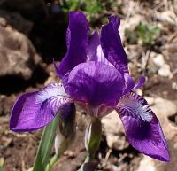 Kosatec bezlistý (Iris aphylla)