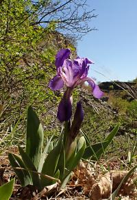 Kosatec bezlistý (Iris aphylla)