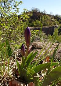 Kosatec bezlistý (Iris aphylla)