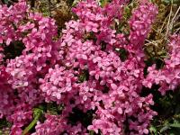 Lýkovec vonný (Daphne cneorum) Lýkovec vonný (Daphne cneorum)