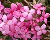 Lýkovec vonný (Daphne cneorum) Lýkovec vonný (Daphne cneorum)