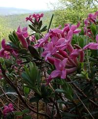 Lýkovec vonný (Daphne cneorum) Lýkovec vonný (Daphne cneorum)