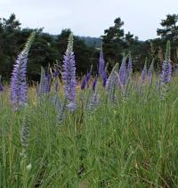 Rozrazil klasnatý (Veronica spicata)