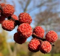 Kudránie tříhrotá