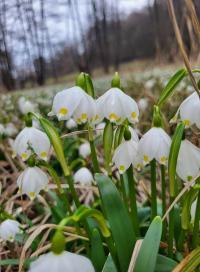 Bledule jarní (Leucojum vernum)