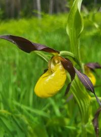 Střevíčník pantoflíček (Cypripedium calceolus)