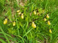 Střevíčník pantoflíček (Cypripedium calceolus)