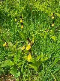 Střevíčník pantoflíček (Cypripedium calceolus)