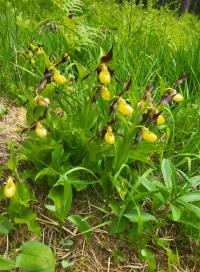 Střevíčník pantoflíček (Cypripedium calceolus)
