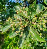 Jeřáb český (Sorbus bohemica)