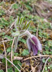 Koniklec luční český (Pulsatilla pratensis subsp bohemica) Koniklec luční český (Pulsatilla pratensis subsp bohemica)