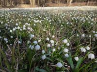 Bledule jarní (Leucojum vernum)