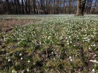 Bledule jarní (Leucojum vernum)