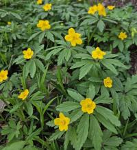 Sasanka pryskyřníkovitá (Anemone ranunculoides)