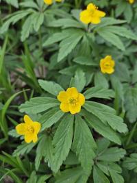 Sasanka pryskyřníkovitá (Anemone ranunculoides)