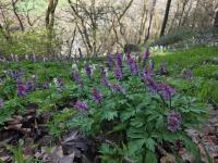 Dymnivka dutá (Corydalis cava)