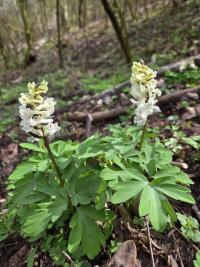 Dymnivka dutá (Corydalis cava)