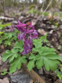 Dymnivka dutá (Corydalis cava)