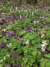 Dymnivka dutá (Corydalis cava)