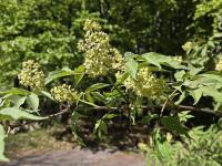 Bez červený (Sambucus racemosa)