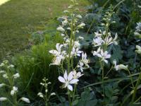 Třemdava bílá, bělokvětá varieta Albiflorus